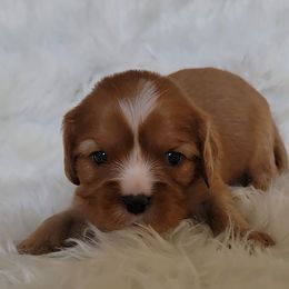 Ruby Boy - Ruby male Cavalier King Charles Spaniel puppy in Mobile, Alabama from Marcheta Cavaliers