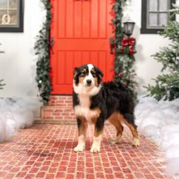 Knox - Australian Shepherd