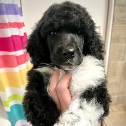 Poodle Puppies from Apricity Poodles