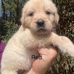 Red - Golden female Golden Retriever puppy in Jesup, Georgia from Painted Platinum Retrievers (Painted Platinum Kennel) PPK