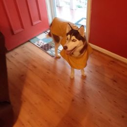 Siberian Husky Puppies from Crazy Cookies Huskies