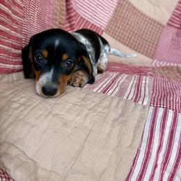 Hank - Piebald male Dachshund puppy in Aurora, Missouri from Baker Farms