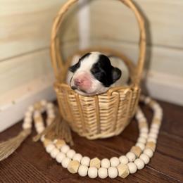 Stormy - Black and white female English Springer Spaniel puppy in Cottageville, West Virginia from Mountain Top Springers