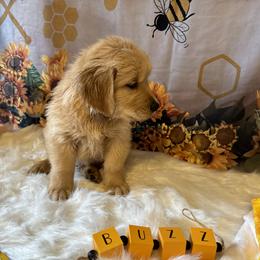 Golden Retriever Puppies from Whickering Pines Golden Retrievers