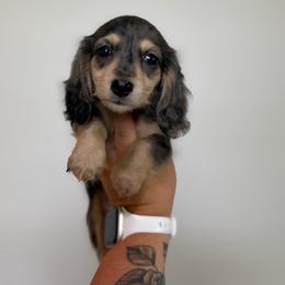 Dolly - Dapple female Dachshund puppy in Mc Alester, Ok, Oklahoma from New Hope Miniature Dachshunds