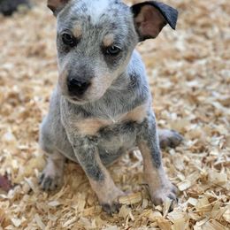 Australian Cattle Dog Puppies from Cowboy Tuff Stock Dogs