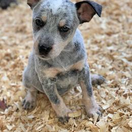 Australian Cattle Dog Puppies from Cowboy Tuff Stock Dogs