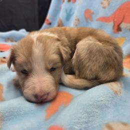 Maple - Sable merle female Border Collie puppy in Gary, Indiana from Lake Ridge Border Collies