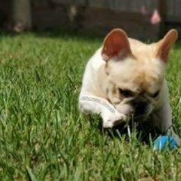 French Bulldog Puppies from Tran's Bullies