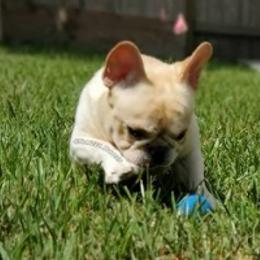 French Bulldog Puppies from Tran's Bullies
