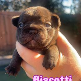 Biscotti - Black and tan female French Bulldog puppy in Galt, California from The three little frenchies