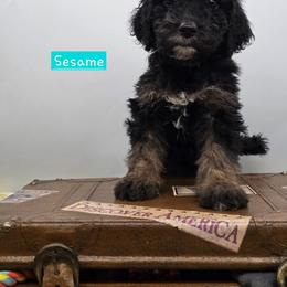 Bernedoodle and Goldendoodle Puppies from Granton Creek
