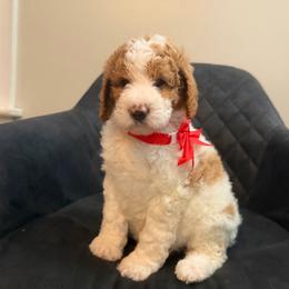 Norway - Parti female Poodle puppy in New Britain, Connecticut from Poodles of New England