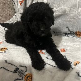 Koda - Black male Goldendoodle puppy in Centralia, Missouri from Oodles Of Doodles Mo.