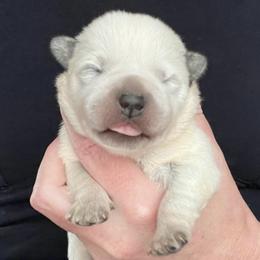 Boy 1 - Blue male Australian Cattle Dog puppy in Irvington, Kentucky from Dry Valley’s Australian Cattle Dogs
