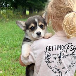 Zuma - Black and tan male Pembroke Welsh Corgi puppy in Accident, Maryland from Deep Creeks Pembrokes