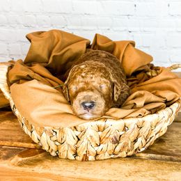 Bernedoodle and Goldendoodle Puppies from Larsen Litters