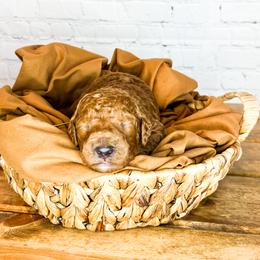 Bernedoodle and Goldendoodle Puppies from Larsen Litters