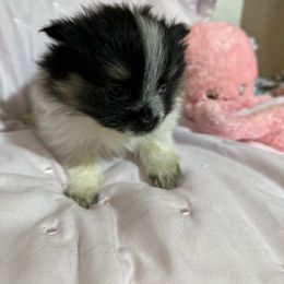 Kyra - Blue merle female Pomeranian puppy in Bells, Texas from Lollipoppoms