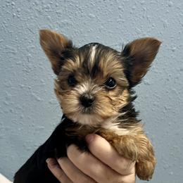 Yorkshire Terrier Puppies from Angel Spun Yorkies