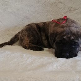Mastiff and Neapolitan Mastiff Puppies from Sims English Mastiffs