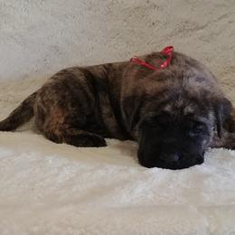 Mastiff and Neapolitan Mastiff Puppies from Sims English Mastiffs