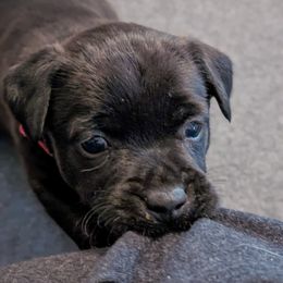 Patterdale Terrier Puppies from Moormont Kennels