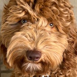 Boy 2 - Apricot Goldendoodle puppy in Lancaster, South Carolina from MJ's Designer Doodles