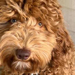 Boy 2 - Apricot Goldendoodle puppy in Lancaster, South Carolina from MJ's Designer Doodles