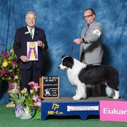 Border Collies from X-Factor