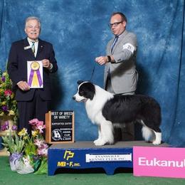 Border Collies from X-Factor