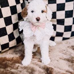 Snow - Parti female Goldendoodle puppy in Lakeland, Florida from Rolling Oak Doodles