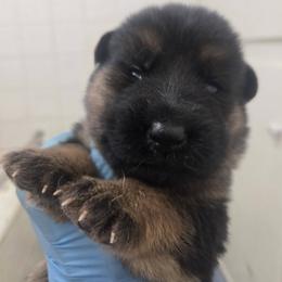 Boy 1 - Black and red male German Shepherd puppy in Jamesville, New York from Mark Carfagno's Pups