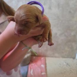 Padme - Dark golden female Golden Retriever puppy in Driggs, Idaho from SK Golden Retrievers