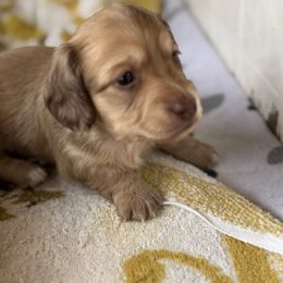 Pup 2 - Cream male Dachshund puppy in Staley, North Carolina from Langley Farms Dachshunds