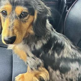 Pepper - Dachshund