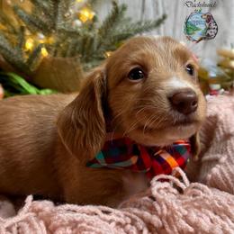 Ferrero - Red male Dachshund puppy in Fayetteville, West Virginia from Loop Creek Dachshunds