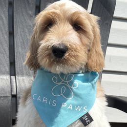 Labradoodles from Cari’s Paws Labradoodles