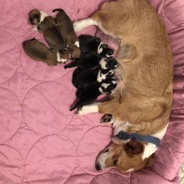 American Corgi and Pembroke Welsh Corgi Puppies from Red White & Bluie Corgi