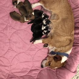 American Corgi and Pembroke Welsh Corgi Puppies from Red White & Bluie Corgi