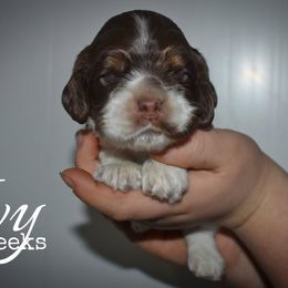 Ivy - Brown white and tan female Cocker Spaniel puppy in Myerstown, Pennsylvania from The Cocker Cingdom