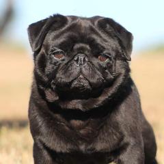 Cane Corso, French Bulldogs, Pugs, and Tibetan Spaniels from Coliseum de Cassiope