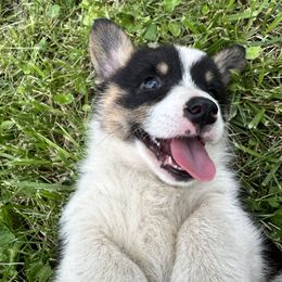 Pembroke Welsh Corgi All Grown Up from Newton Hay & Cattle