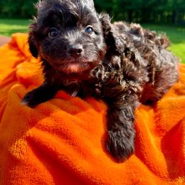Walker - Sable male Aussiedoodle puppy in Science Hill, Kentucky from Southern Paws Kennels
