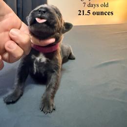 Pink Collar - Black female Cane Corso puppy in Sullivan, Missouri from Midwest Cane Corso in Action