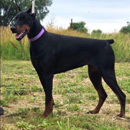Zelda - Black and rust female Doberman Pinscher puppy in China Township, Michigan from Snell's Superior Kennel Dobermann & GSP