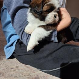 Poppy - Black and white female Shih Tzu puppy in Lebanon, Pennsylvania from Stoney Acre Farms