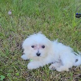 Zen (Havamalt) - White male Companion Cross puppy in Neosho, Missouri from Pups on the Ridge