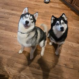 Siberian Husky puppies from Mayhemhuskies