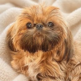 Enzo - Shih Tzu